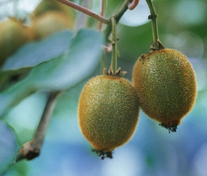 Kiwi, Gałązka