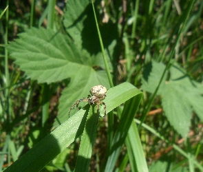 Pająk, Trawy, Źdźble, Na, Dorodny