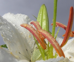 Kwiat, Motyl, Lilii, Białej