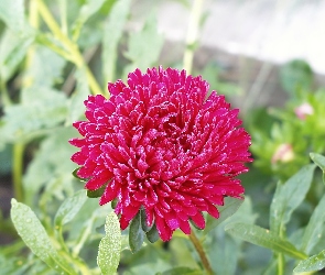 Różowy, Aster chiński