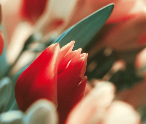 Czerwone, Liść, Tulipany