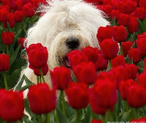 Pies, Maltańczyk, Tulipany, Czerwone, Biały