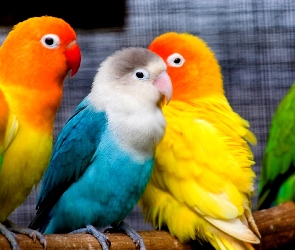 Kolorowe, Nierozłączki, Papużki