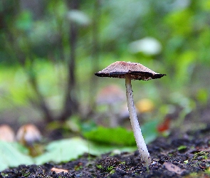Trzonek, Kapelusz, Grzybek