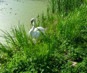 Łabędź, Zarośla, Staw