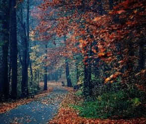 Drzewa, Jesień, Ławki, Liście, Park