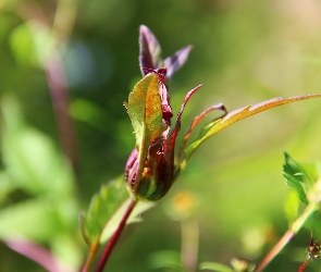 Pąk, Listki, Roślina