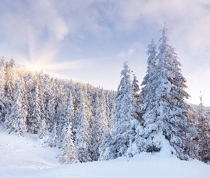 Drzewa, Śnieg, Promienie Słońca