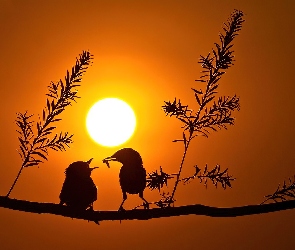 Ptaki, Drzewo, Słońca, Zachód