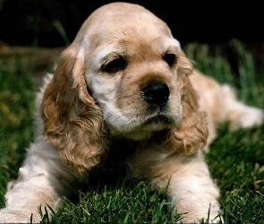 Leżący, Cocker Spaniel, Szczeniak