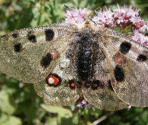 Kwiat, Skrzydła, Motyl, Błyszczące