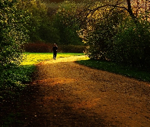 Drzewa, Biegacz, Ścieżka