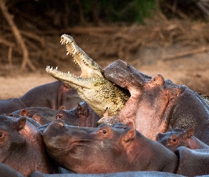 Krokodyl, Hipopotamy