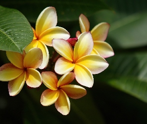 Żółta, Plumeria, Kwiaty