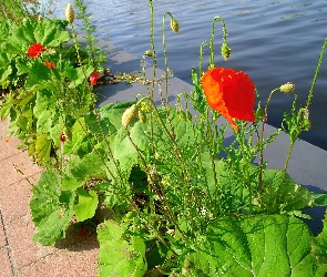 Liście, Woda, Maki