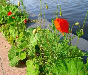 Maki, Woda, Liście