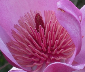 Magnolia, Różowa, Kwiat