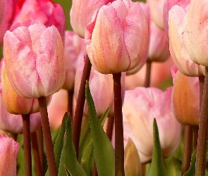 Różowe, Tulipany
