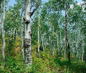 Las, Wiosna, Brzozy, Stok