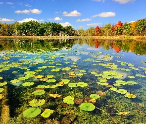 Jezioro, Lilie