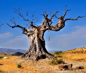 Suche, Niebo, Baobab, Błękitne, Drzewo