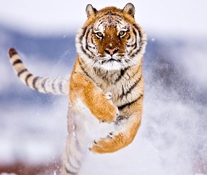 Skok, Śnieg, Tygrys