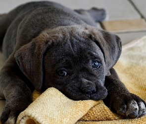 Piesek, Cane corso, Kocyk