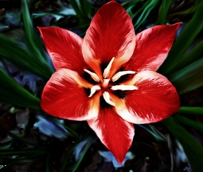 Czerwony, Tulipan, Rozkwitły