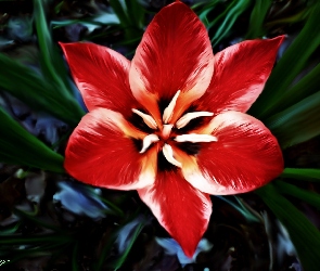 Rozkwitły, Tulipan, Czerwony