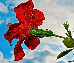Hibiskus, Niebo, Czerwony