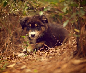 Piesek, Owczarek australijski-australian shepherd, Szczeniak, Zarośla