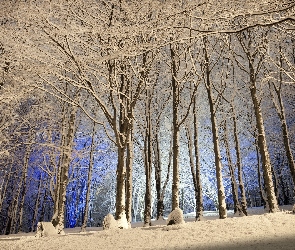 Zima, Śnieg, Drzewa, Las