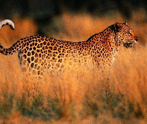 Jaguar, Sawanna, Trawa