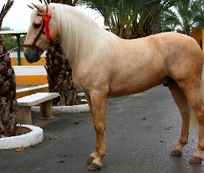 Koń, Palomino