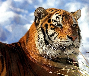 Tygrys, Niebo, Piękny