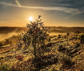 Zachód, Drzewo, Mgła, Trawa, Słońca