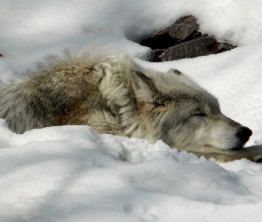 Wilk, Śnieg, Śpiący