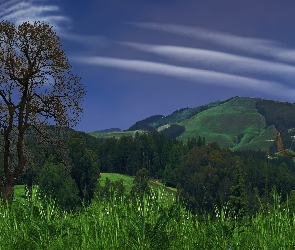 Góry, Jeleń, Wieczór, Polana