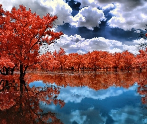 Chmury, Jezioro, Drzewa, Pomarańczowe