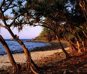 Wybrzeże, Drzewa, Australii
