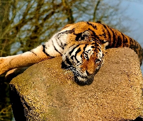 Tygrys, Kamień, Odpoczynek