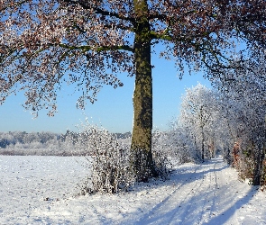 Zima, Drzewa, Pola, Droga