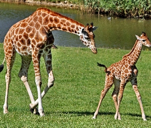 Mama, Młode, Żyrafa