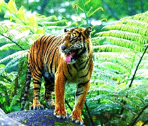 Dżungla, Tygrys