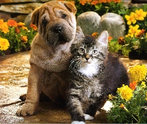 Pies, Shar Pei, Kot