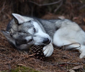 Pies, Szyszka, Odpoczynek, Husky