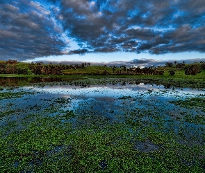 Wzgórze, Wodorosty, Chmury, Drzewa, Jezioro