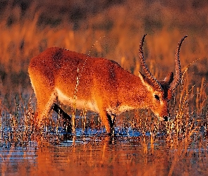 Zachód słońca, Bagno, Antylopa
