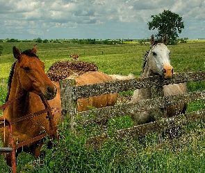 Konie, Pastwisko, Płot