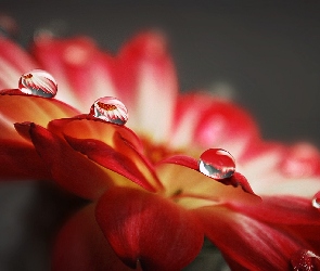 Krople, Czerwony, Kwiat, Deszczu